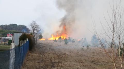 Ogromny pożar lasów pod Opolem, z ogniem walczy stu strażaków i samolot [VIDEO]