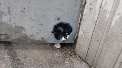 Kot utknął w drzwiach w Milówce
