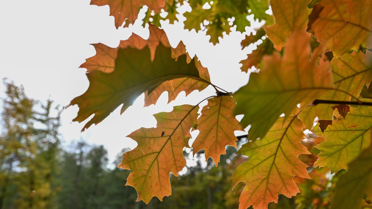 Pogoda na jutro - czwartek, 6.11. Po mglistej nocy czeka nas pogodny i ciepły dzień