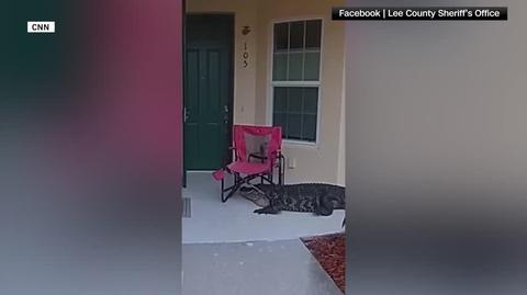Aligator w Fort Myers