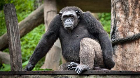Kobieta otrzymała zakaz wstępu do zoo w Antwerpii