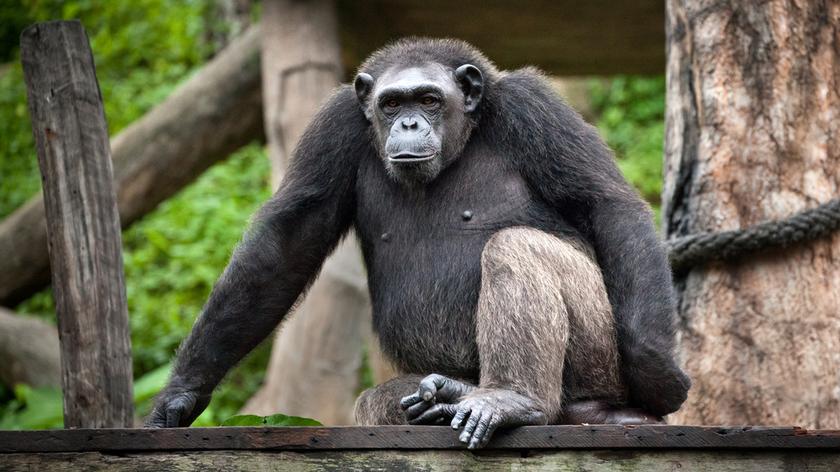U goryli w zoo w San Diego wykryto koronawirusa