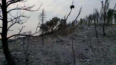 Natura unicestwiona przez ogień