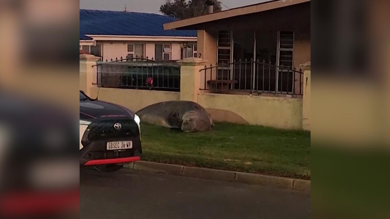 Słoń morski pojawił się w centrum miasta