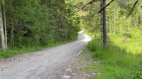 Întâlnire completă cu urșii în Valea Chochołowska