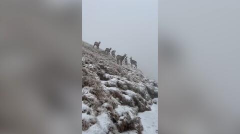 Kozice na pokrytym śniegiem szlaku