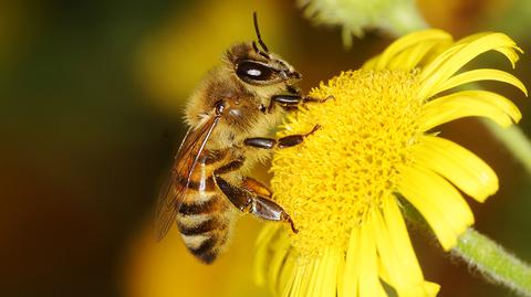Pszczołom zagraża zanieczyszczenie środowiska