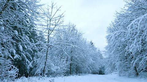 Prognozowana temperatura w kolejnych dniach