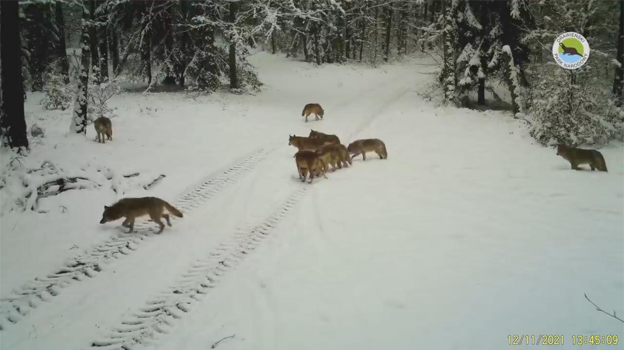 Zimowy spacer wilczej rodziny na nagraniu z fotopułapki