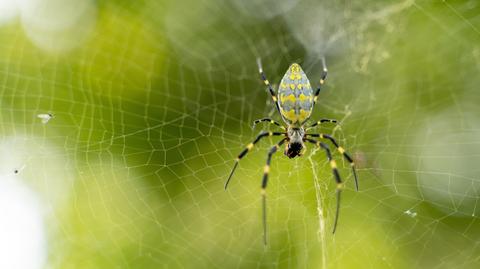 Pająk z gatunku Trichonephila clavata