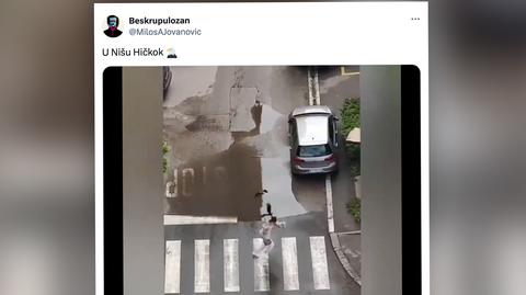 ptaki w Serbii
