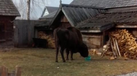 Żubr Wojtek w Budach czuł się spokojnie