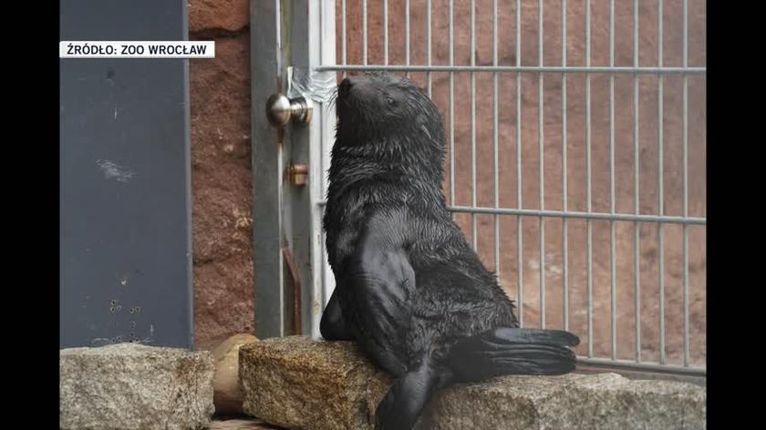 Alfie, kotik z wrocławskiego zoo, daje głos