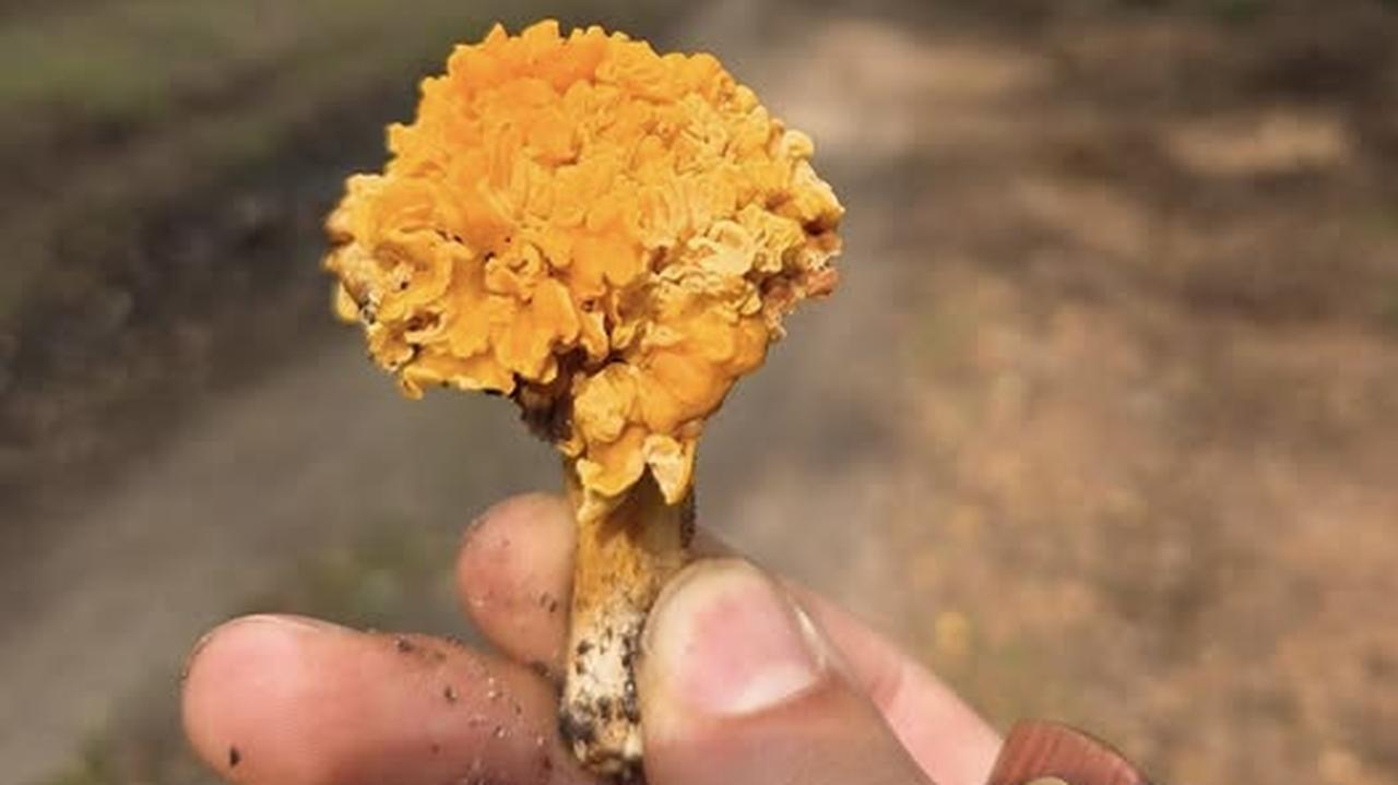 "Jedna na milion". Rzadkie znalezisko w lesie