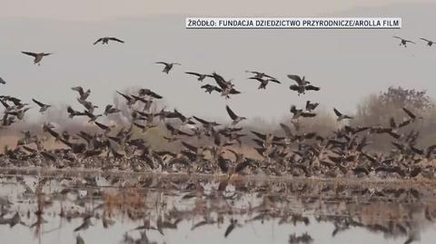 Zbierają podpisy, by uratować "dziką trzynastkę". Materiał "Faktów"