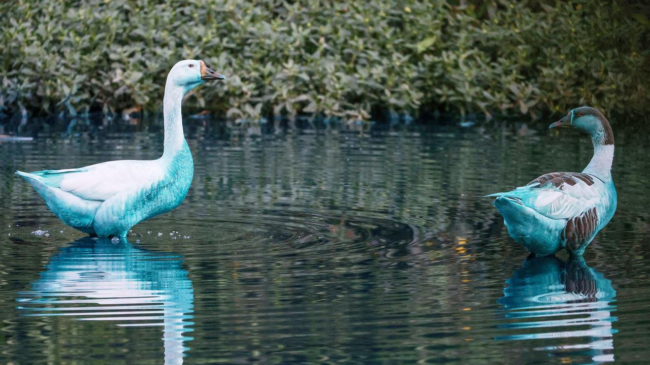 Cysterna uderzyła w słup, kaczki i ryby nabrały błękitnego koloru