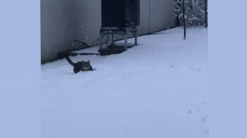 Kot stęskniony za zimą