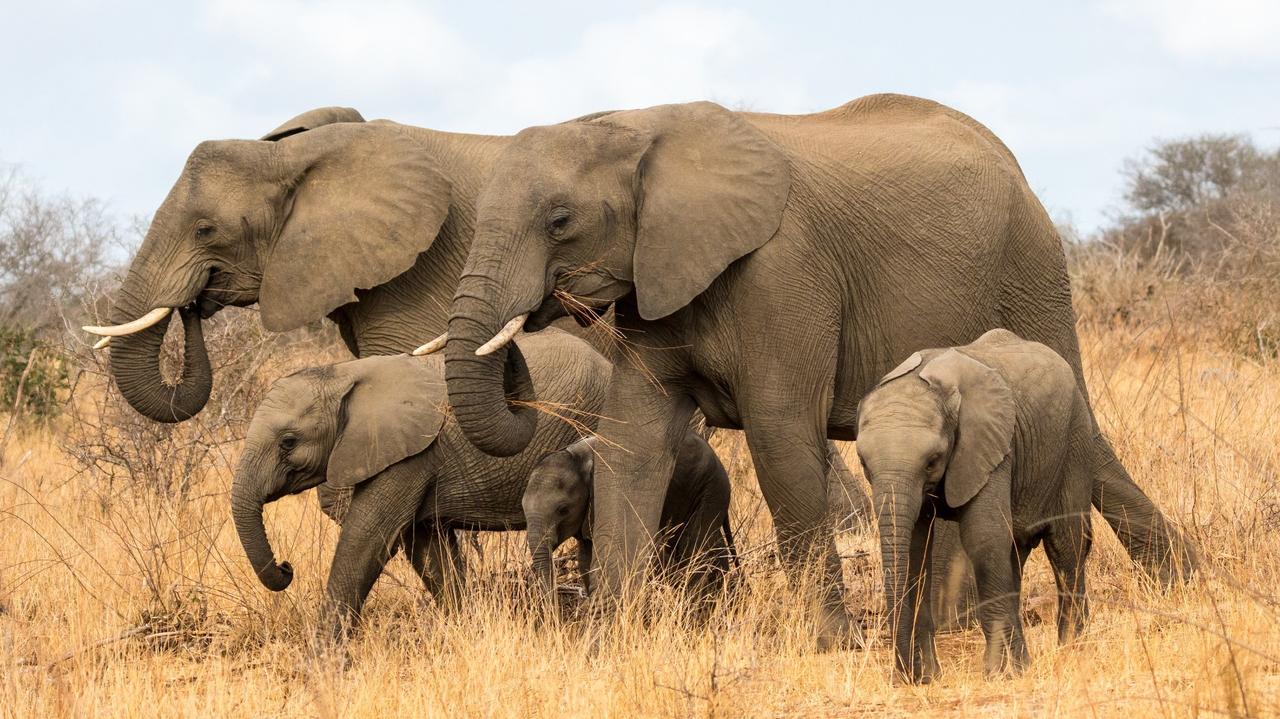 Elephants can call each other by “names.”  scientific reseach