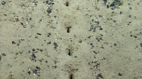Dziury znalezione na dnie Oceanu Atlantyckiego