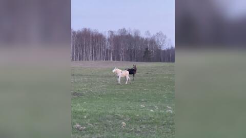 Łosie na wiosennym wypasie 