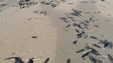 Pióra ptaków na plaży i w wodzie pomiędzy Wisełką i  Międzywodziem (Zachodniopomorskie)