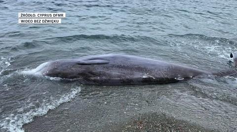 U wybrzeży północnego Cypru znaleziono martwe wieloryby 