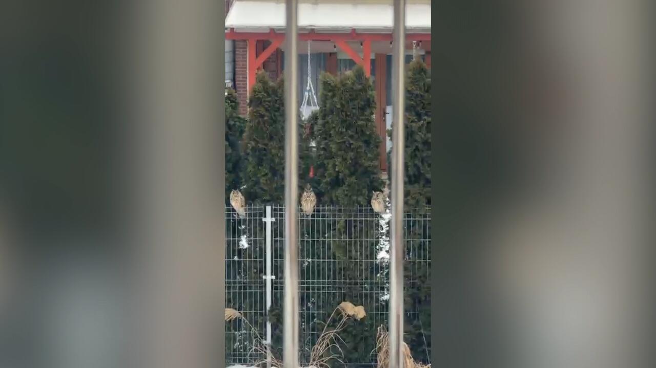 Sześciu niezwykłych gości na ogrodzeniu. "Pierwszy raz widzę coś takiego"