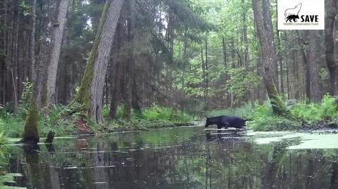 Czarny wilk uchwycony przez fotopułapkę