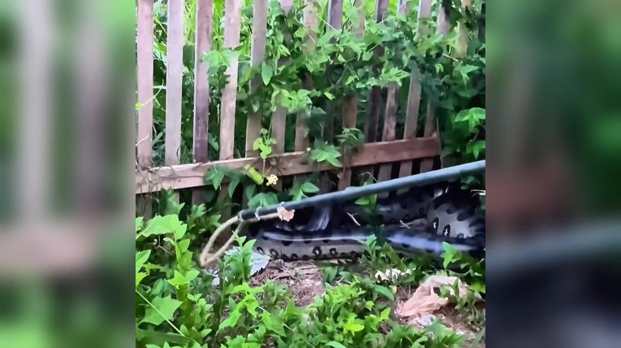 Na podwórku pojawiła się 3,5-metrowa anakonda