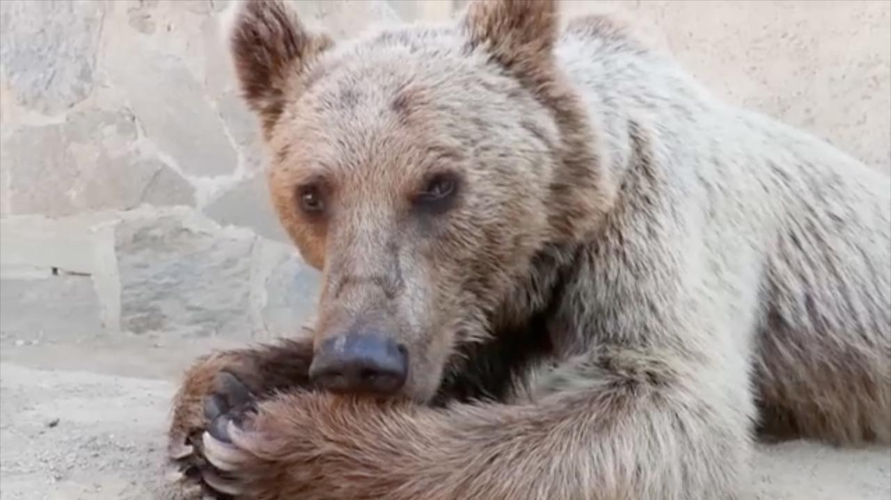 Najadł się owoców, dostał niestrawności, został celebrytą