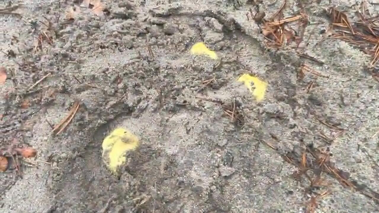 Gąski zielonki. Są ukryte pod ziemią, trudno je dostrzec