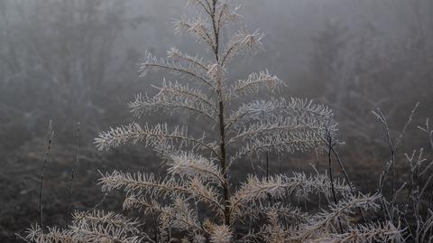 Prognozowana temperatura w kolejnych dniach