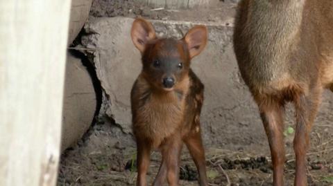 W argentyńskim zoo przyszedł na świat samiec pudu