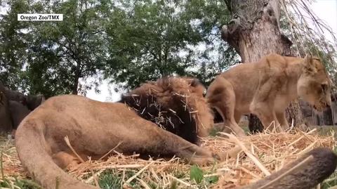 Lwica w zoo w Oregonie zauważyła ukrytą kamerę
