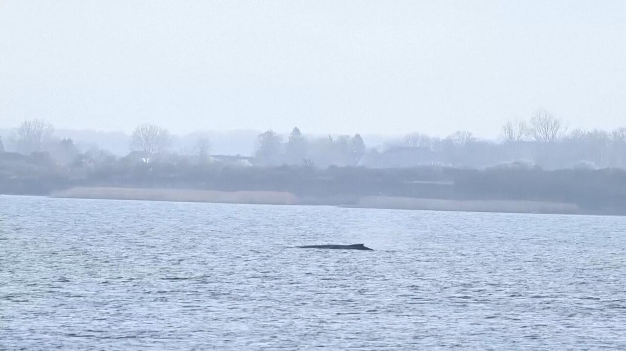 Po raz kolejny utknął na mieliźnie. Jego stan jest krytyczny
