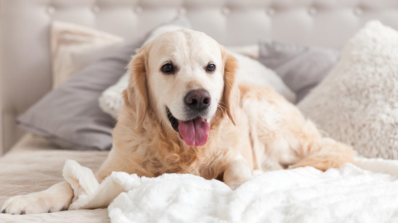 Hungría, Universidad Lorand Eotvos.  El cerebro de los perros distingue entre idiomas: investigación