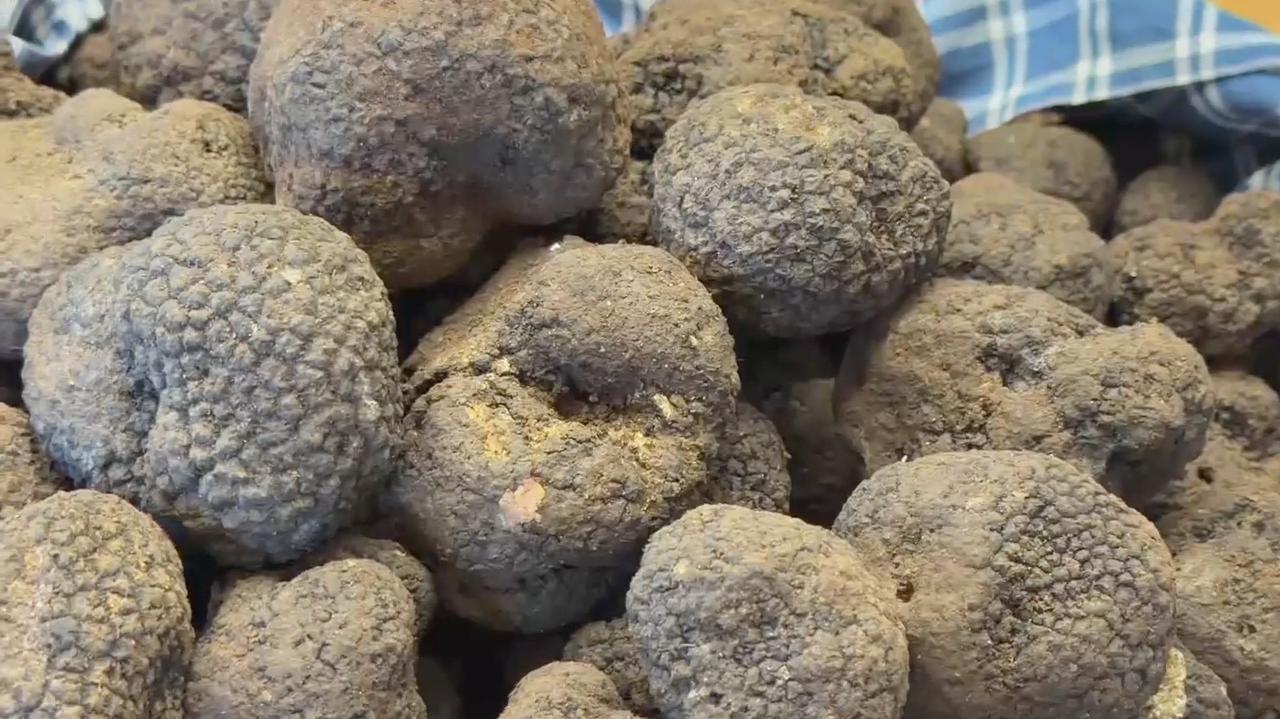 Białe trufle. Te grzyby osiągają teraz w Słowenii zawrotne ceny