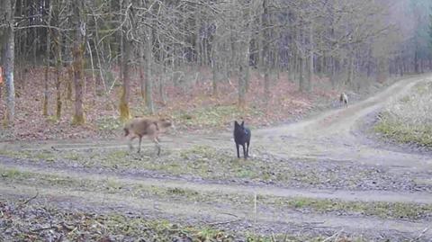 Wataha wilków z hybrydą wilka i psa