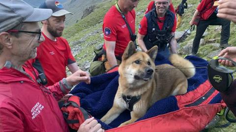 Ratownicy górscy znieśli z najwyższej góry Anglii psa