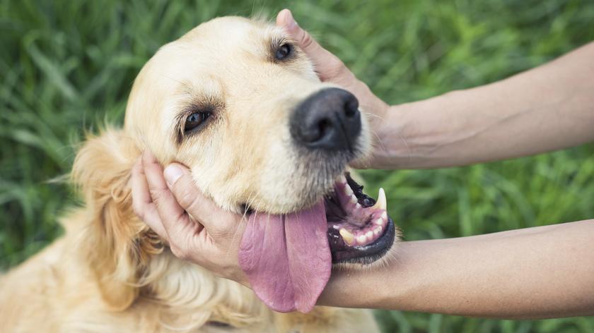 Naukowcy zbadali jak głaskanie psów wpływa na mózg ludzi