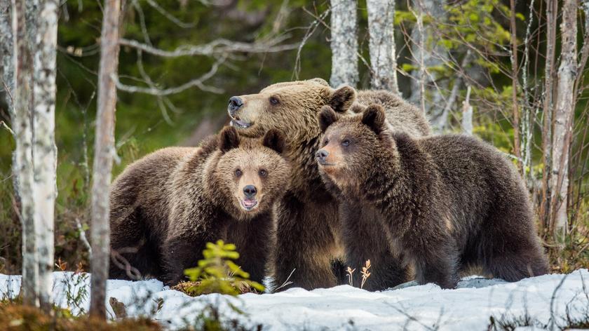 W Tatrach zamknięto kolejne szlaki z powodu niedźwiedziej rodziny
