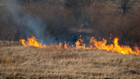 Zagrożenie pożarami w polskich lasach wzrasta