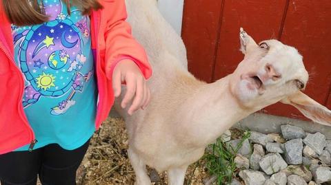 Koza Jo z zoo w Green Bay w Wisconsin