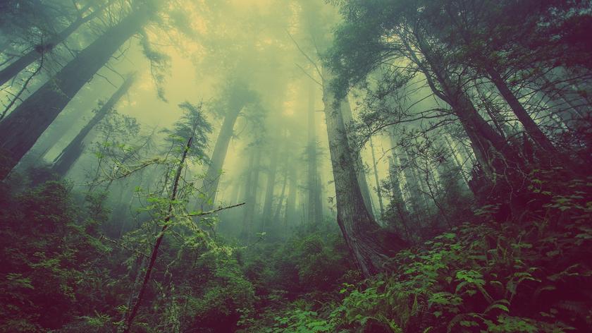 Lasy mogą zahamować zmiany klimatyczne 
