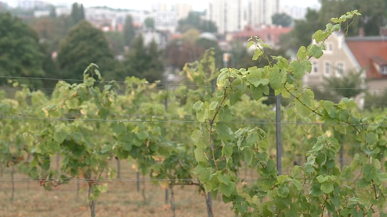 Zielona Góra zaprasza na Winobranie. Bogaty program kulturalny