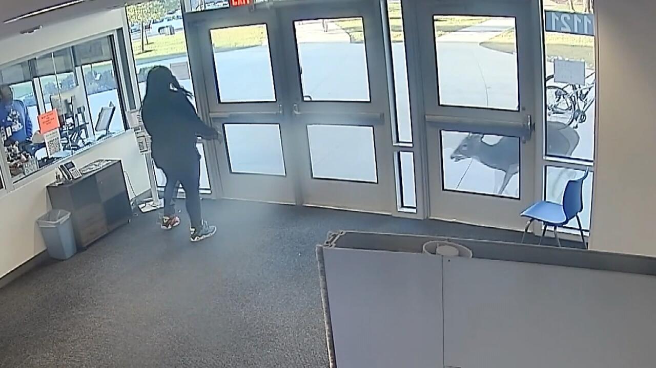 Jeleń na szkolnym podwórku. 