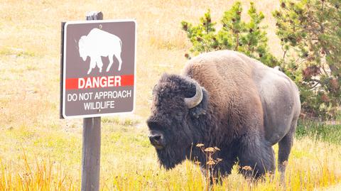 Bizony w Parku Narodowym Yellowstone na nagraniu archiwalnym