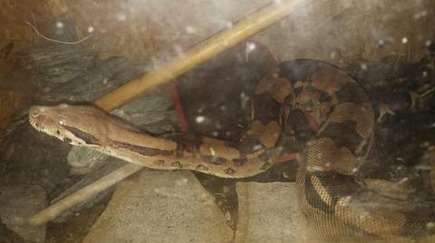 W piwnicy jednego z domów w Jastrzębiu-Zdroju przebywał wąż