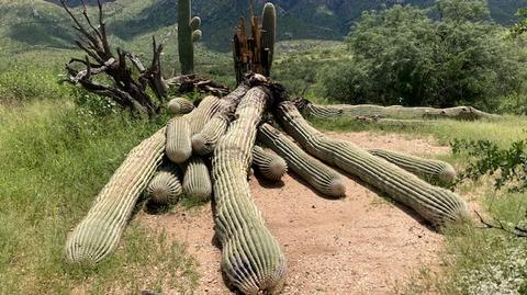 Dwustuletni Kaktus - dzisiaj i kiedyś