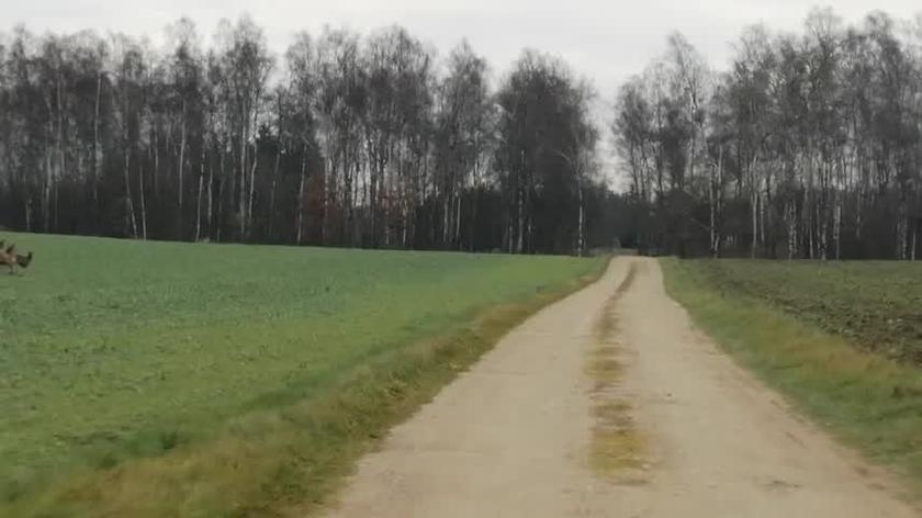 Chmara jeleni przebiega przez leśną drogę w Napromku